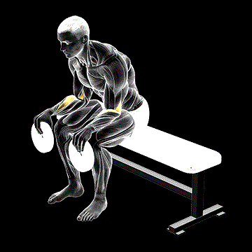 Weighted Seated Supination demonstration