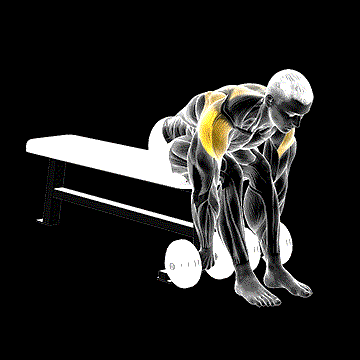 Dumbbell Seated Bent-over Rear Delt Row demonstration