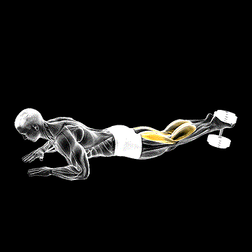 Dumbbell Lying Hamstring Curl demonstration