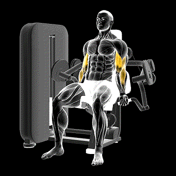 Lever Biceps Curl demonstration