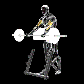 Barbell Spider Curl demonstration