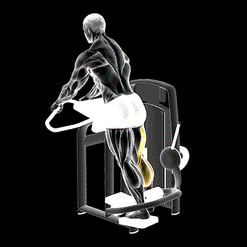 Lever Standing Leg Curl demonstration