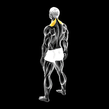 Bodyweight Shrug demonstration