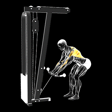 Cable Bent-over Reverse Grip Row demonstration