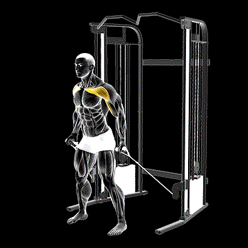 Cable Standing Alternate Low Fly demonstration