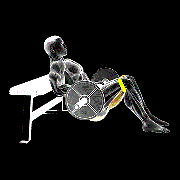 Barbell Band Hip Thrust demonstration