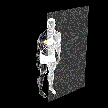 Roll Ball Pectoralis Major Sternal demonstration