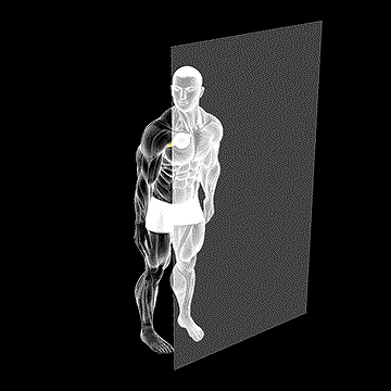 Roll Ball Pectoralis Major Clavicular demonstration
