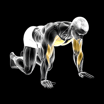 Kneeling Shoulder Tap demonstration