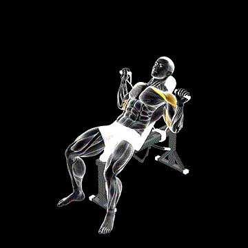 Band Incline Bench Press demonstration