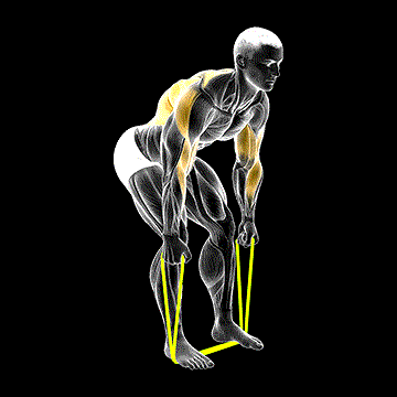 Band Bent-over Neutral Grip Row demonstration