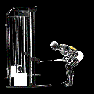 Cable Bent-over Neutral Grip Kickback (w/ Rope Attachment) demonstration