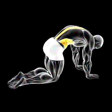 Cat-Cow Stretch demonstration