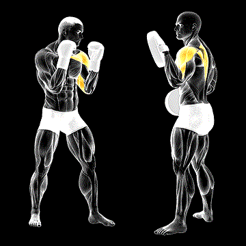 Boxing Jab (w/ Partner) demonstration