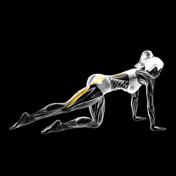 Kneeling Pulse demonstration
