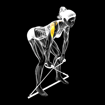 Band Bent-over Rear Delt Fly demonstration