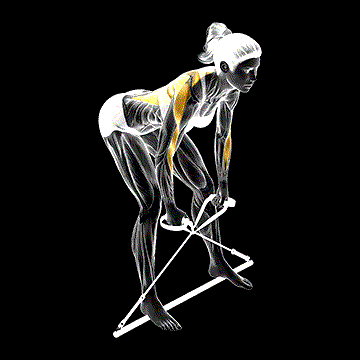Bar Band Bent-over Row demonstration