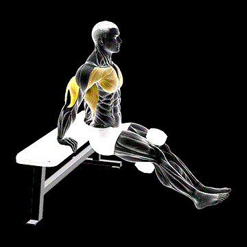 Dumbbell Bench Dip demonstration