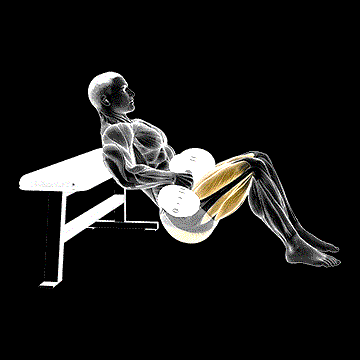 Dumbbell Hip Thrust demonstration