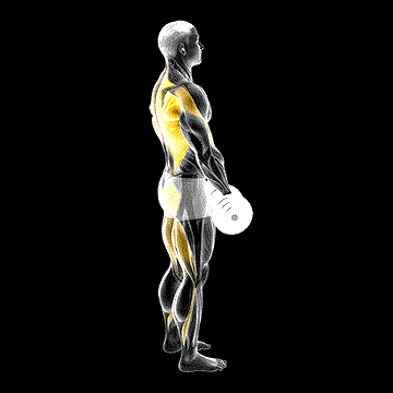 Dumbbell RDL And Bent-over Row demonstration