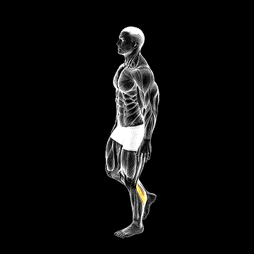 Standing One-Leg Calf Raise Balance demonstration