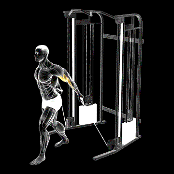 Cable Unilateral Bicep Curl demonstration
