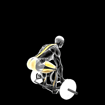 Trap Bar Banded Deadlift demonstration
