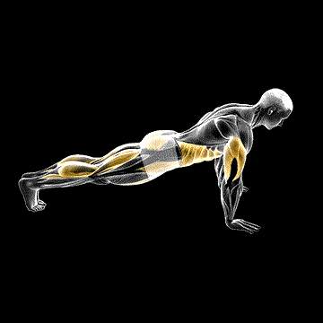 Push-Up (w/ Knee Drive) demonstration