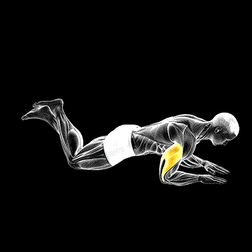 Kneeling Half Triceps Extension demonstration