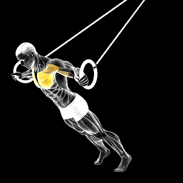 Ring Chest Fly demonstration