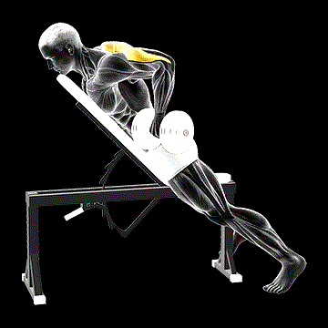 Dumbbell Prone Triceps Kickback demonstration