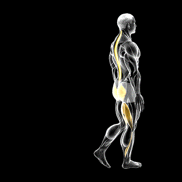 Bodyweight One-Leg RDL demonstration