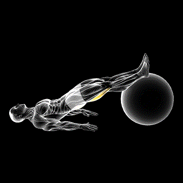 Exercise Ball Leg Curl demonstration