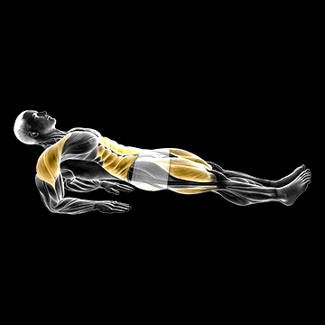 Reverse Plank on Elbows demonstration