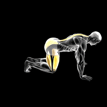 Kneeling Forward Hip Circle demonstration