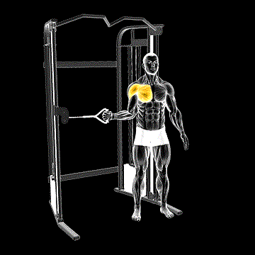 Cable Shoulder Internal Rotation demonstration