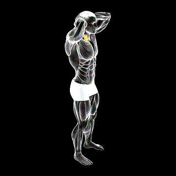 Posterior Neck Isometric demonstration