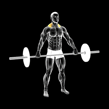 Barbell Wide Shrug demonstration