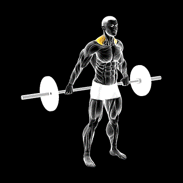 Barbell Back Wide Shrug demonstration