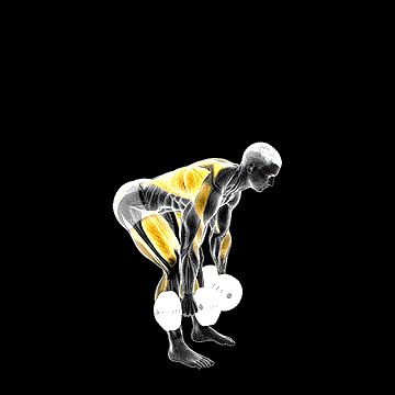 Dumbbell Deadlift Bent-over Row demonstration