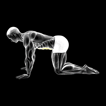 Kneeling Abdominal Draw-In demonstration