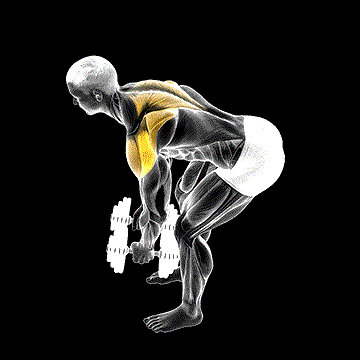 Dumbbell Rear Delt Fly (45 Degrees) demonstration