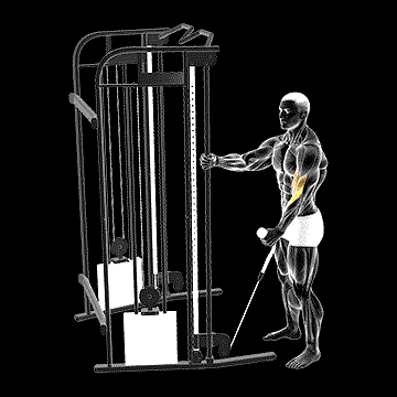 Cable Standing One-Arm Hammer Curl (w/ Rope Attachment) demonstration