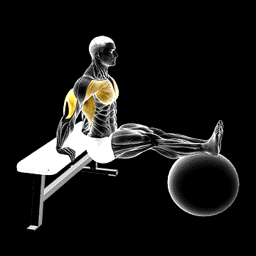 Bench Dip (w/ Stability Ball) demonstration