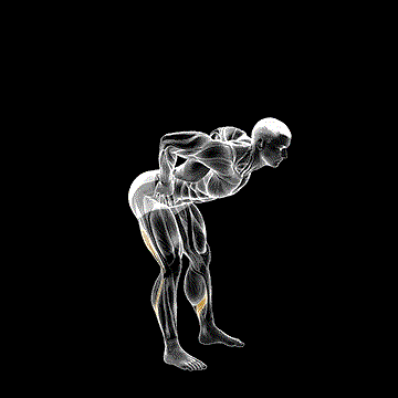 Bodyweight Good Morning demonstration