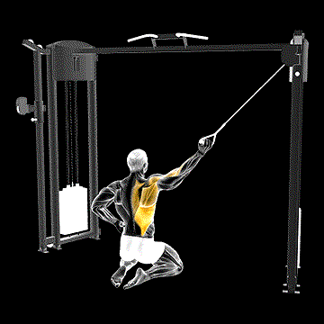 Cable Kneeling Single Lat Pulldown demonstration
