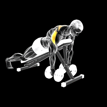 Dumbbell Prone Rear Delt Swing demonstration