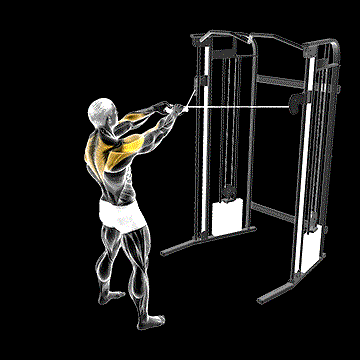 Cable Standing Face Pull demonstration