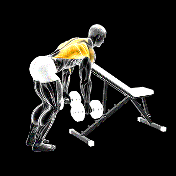 Dumbbell Bent-over Row (w/ Chest Support) demonstration