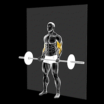 Barbell Strict Curl demonstration